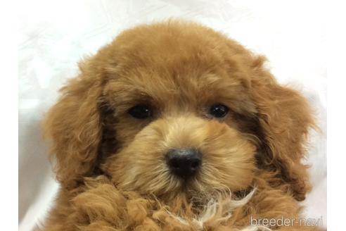 成約済の山口県のトイプードル-185998の2枚目